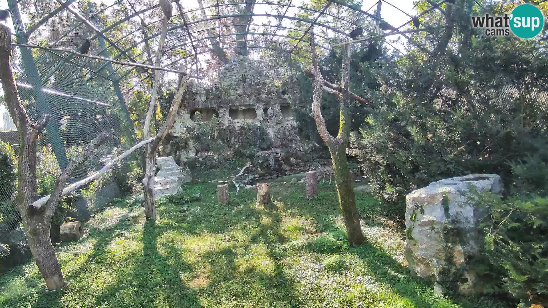 Gyps Webcam – Zagreb Zoo Live