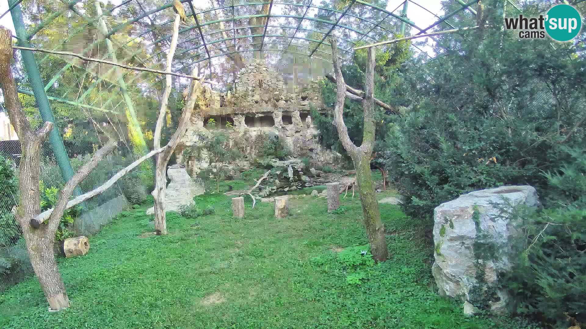 Webcam Vautour fauve – Zoo de Zagreb en direct