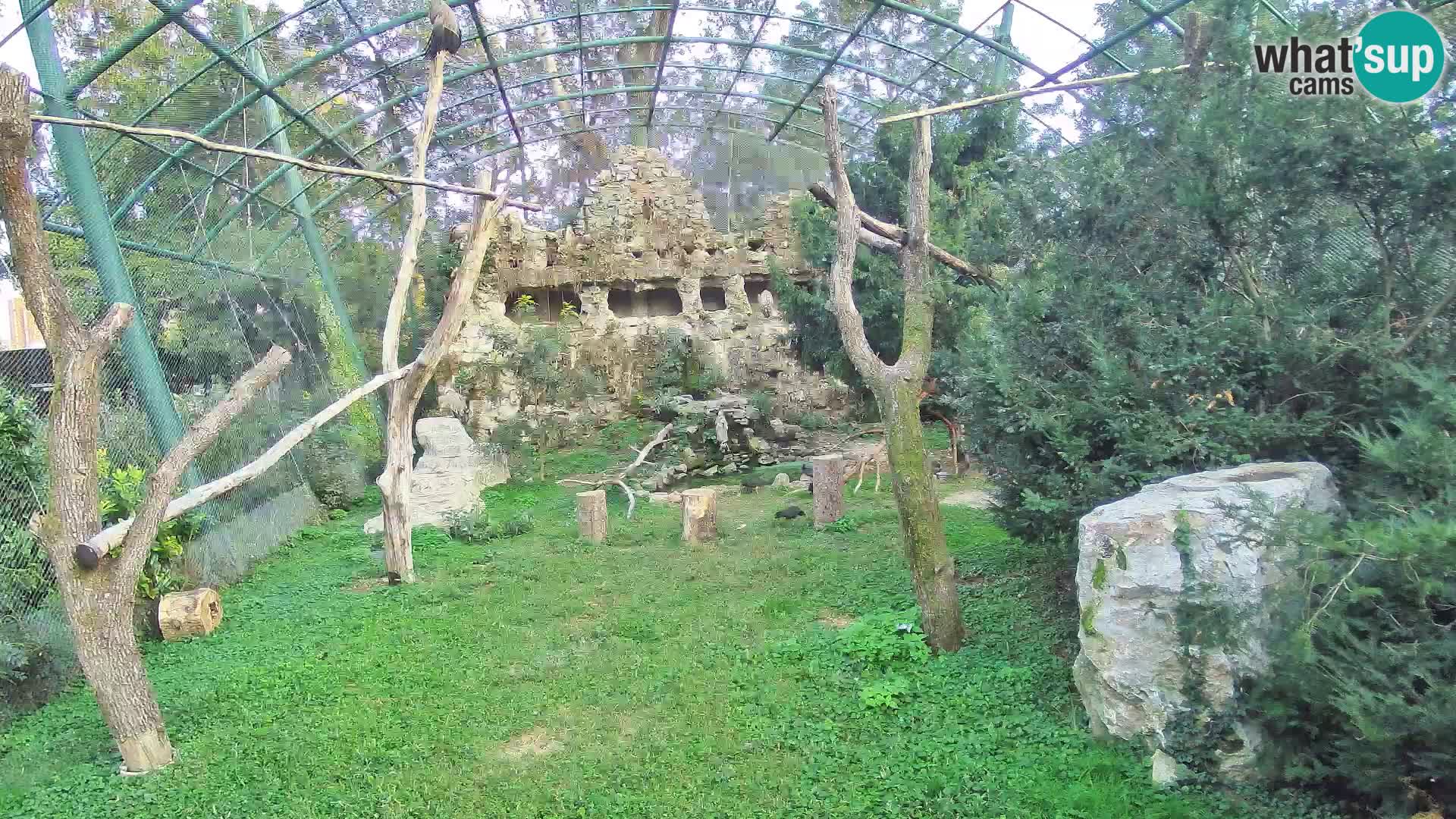 Webcam Buitre Leonado – Zoo de Zagreb en directo