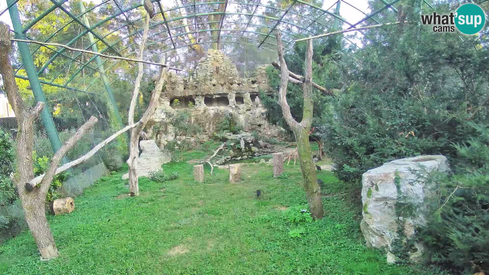 Webcam Buitre Leonado – Zoo de Zagreb en directo