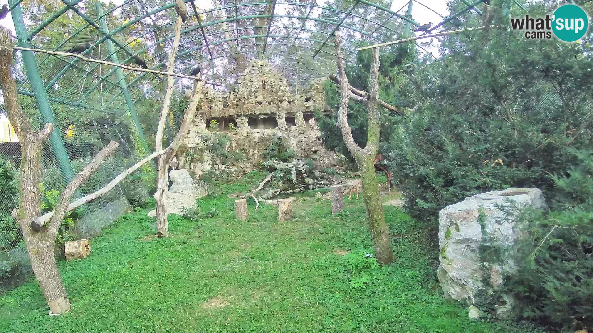 Webcam Grifone – Zoo di Zagabria in diretta