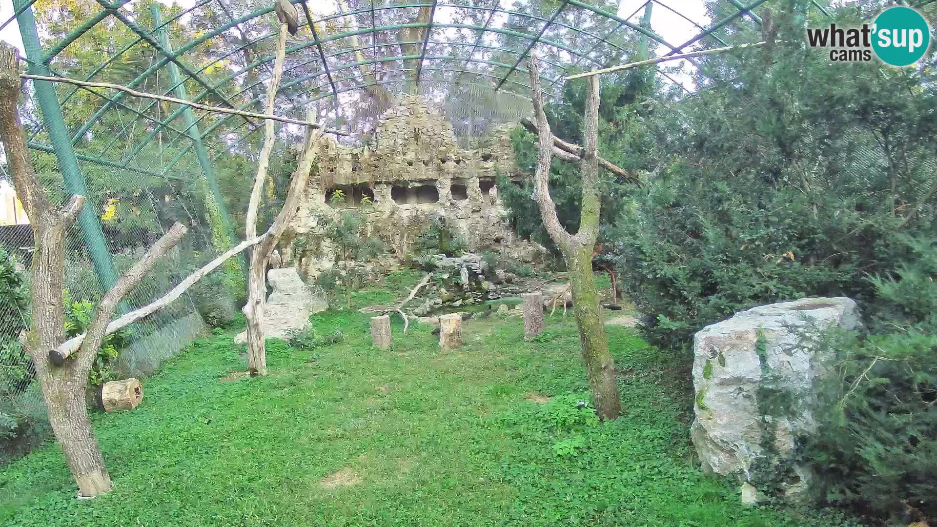 Gyps Webcam – Live aus dem Zoo Zagreb