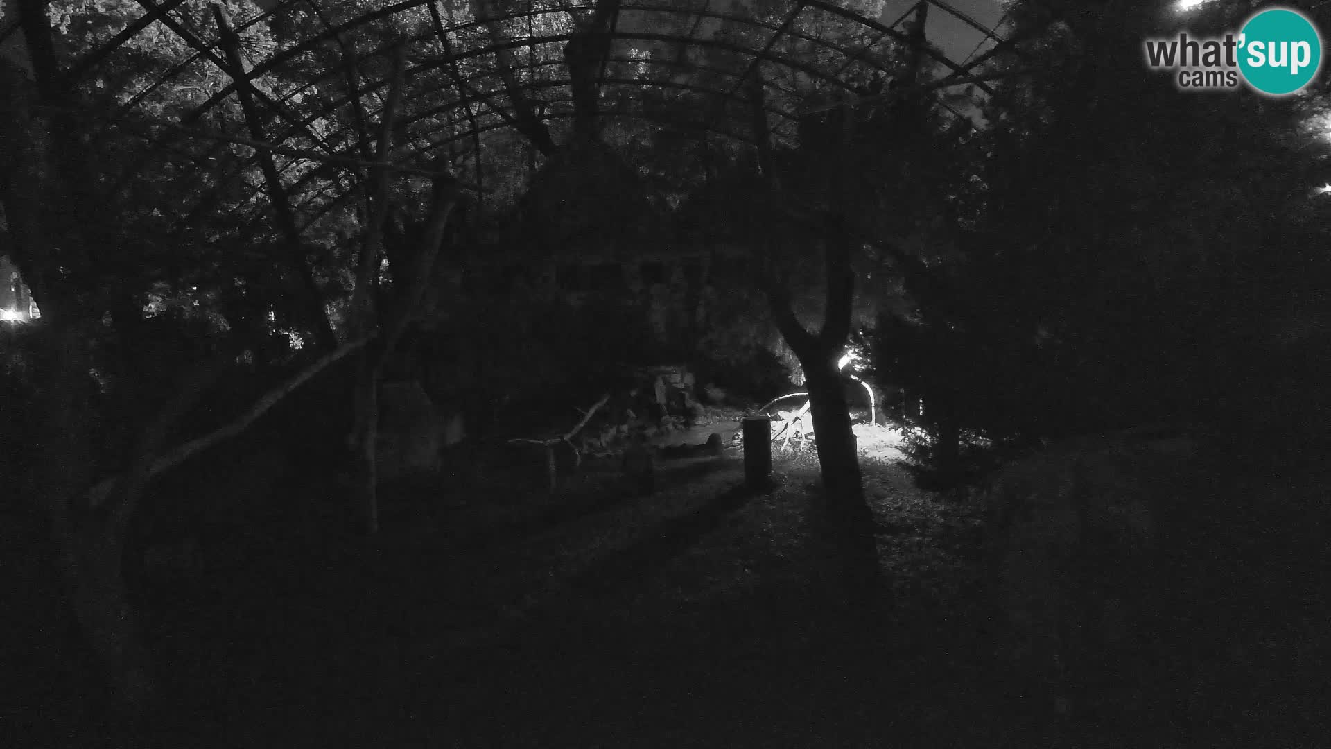 Webcam Vautour fauve – Zoo de Zagreb en direct