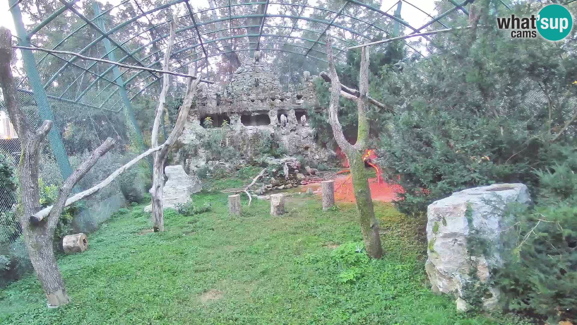 Webcam Buitre Leonado – Zoo de Zagreb en directo