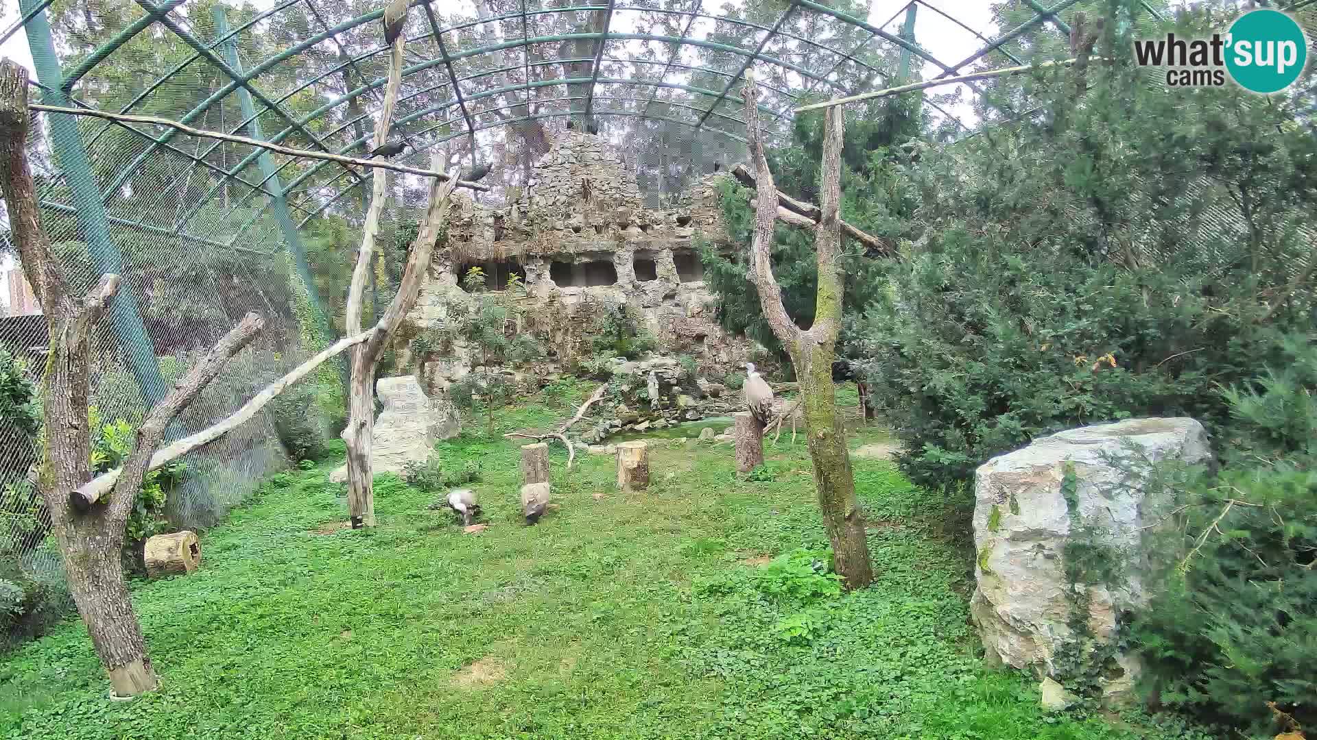 Webcam Vautour fauve – Zoo de Zagreb en direct