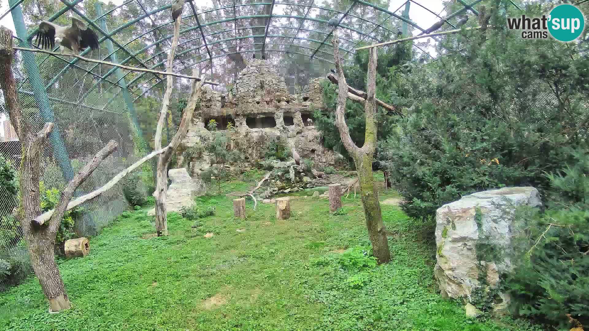 Webcam Vautour fauve – Zoo de Zagreb en direct