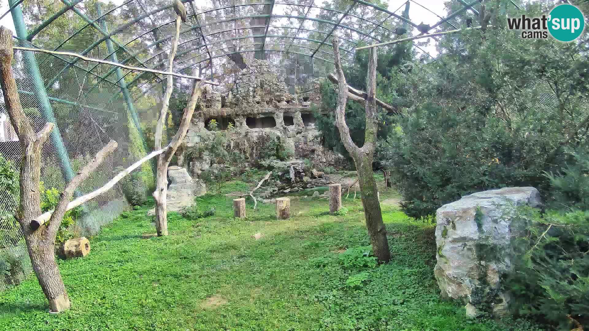 Gyps Webcam – Zagreb Zoo Live