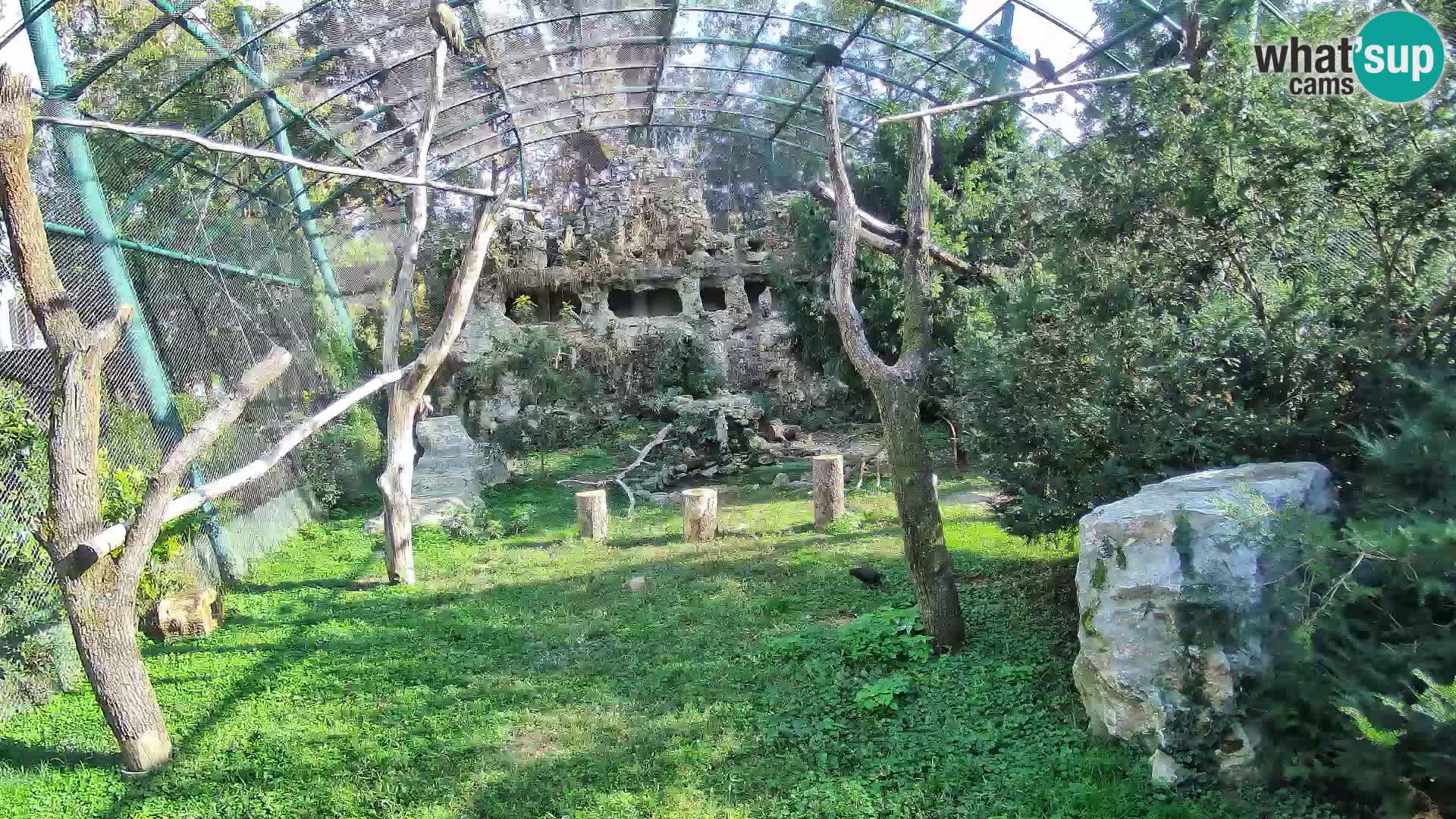 Gyps Webcam – Zagreb Zoo Live