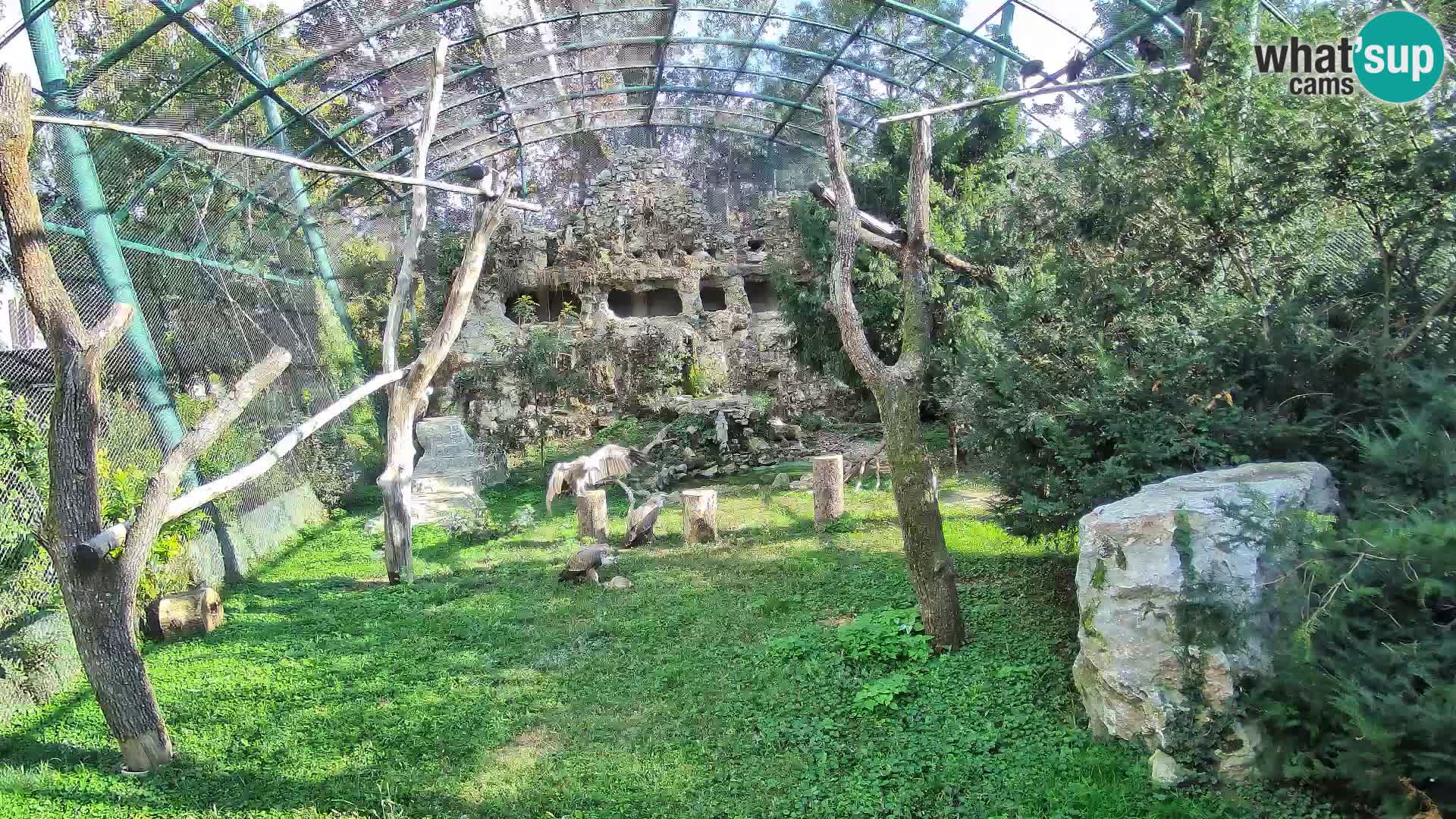 Gyps Webcam – Zagreb Zoo Live