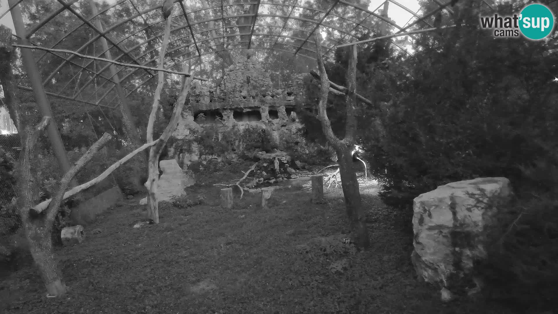 Gyps Webcam – Zagreb Zoo Live