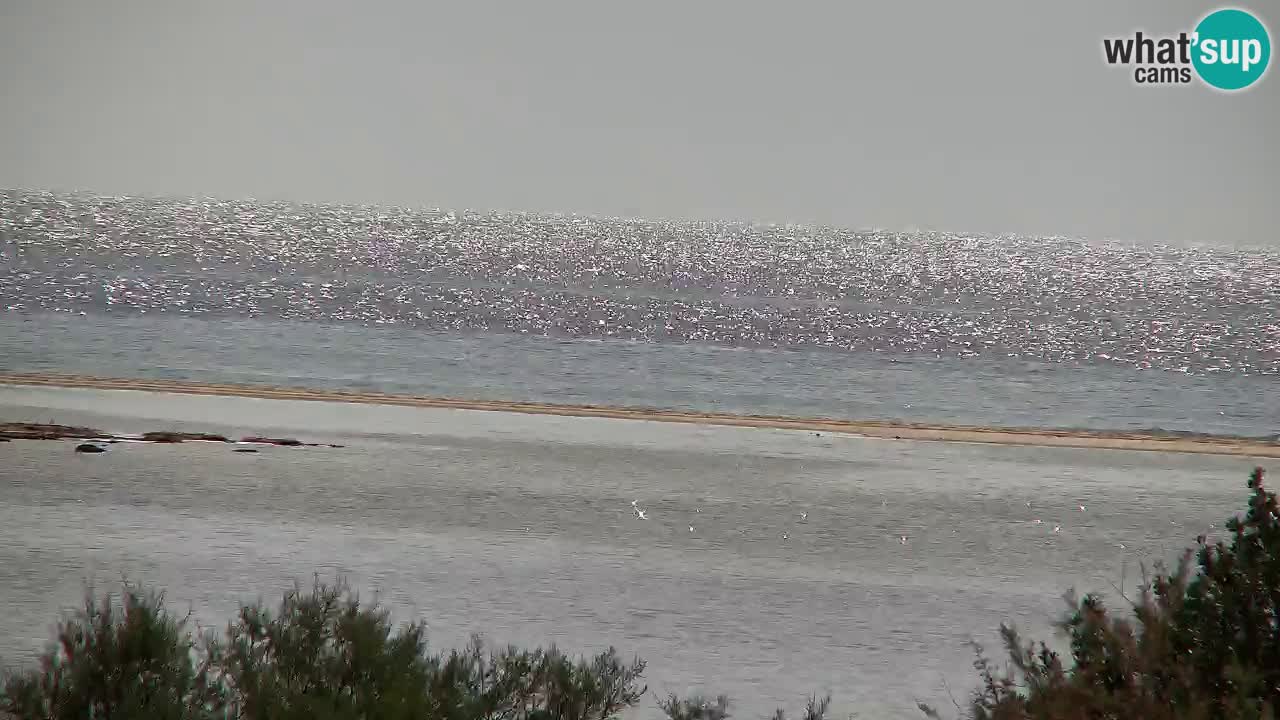 Webcam Chia – Vue en direct de la plage Su Giudeu