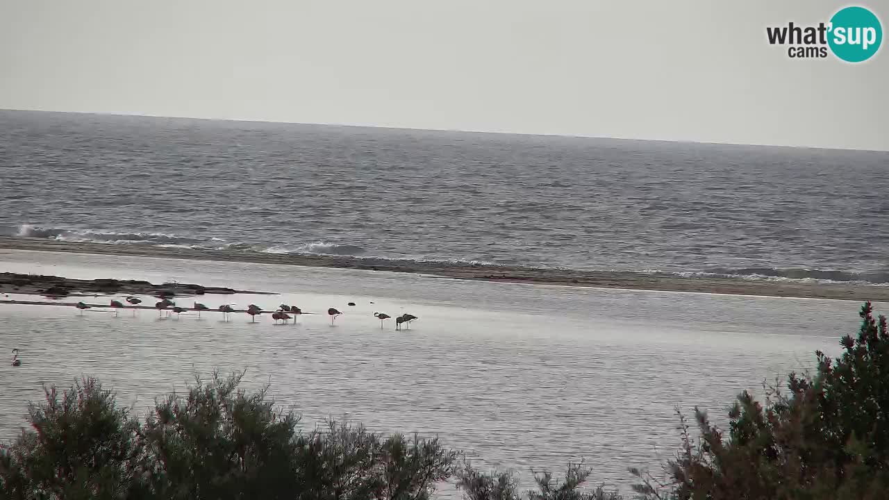 Webcam Chia – Vue en direct de la plage Su Giudeu