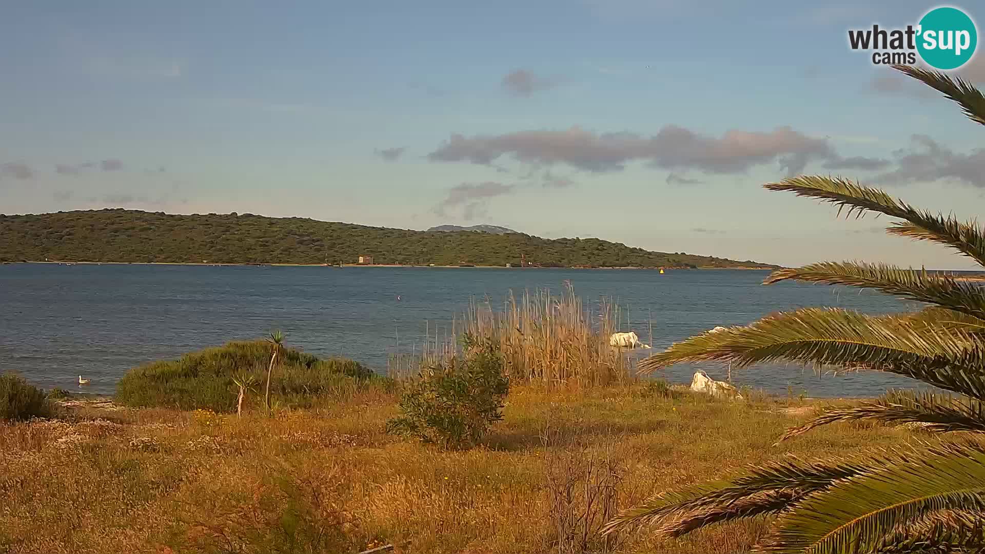 Camera web puerto de Olbia – entrada al puerto de Olbia