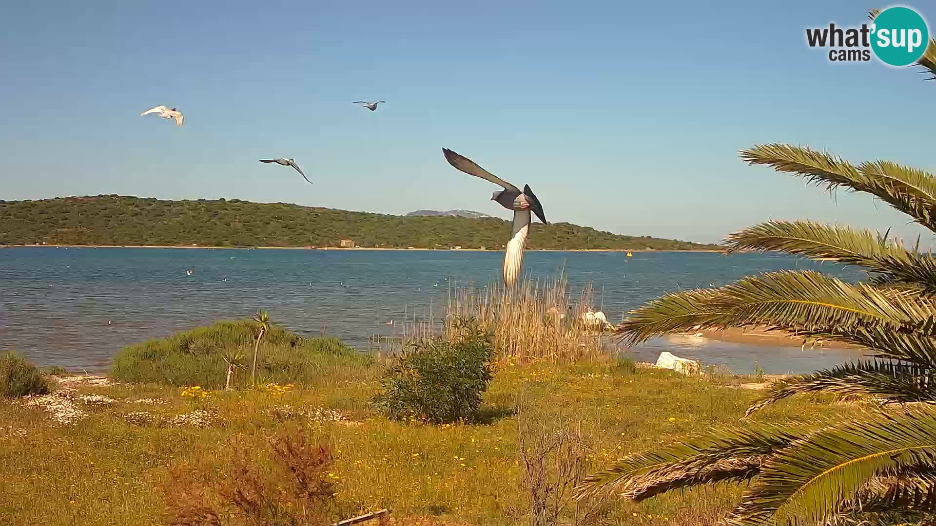 Camera web puerto de Olbia – entrada al puerto de Olbia