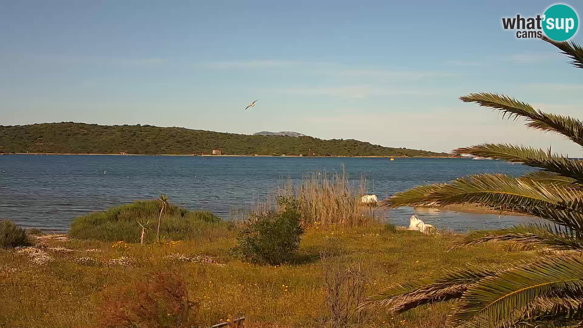Spletna kamera pristanišče Olbia – vhod v pristanišče Olbia