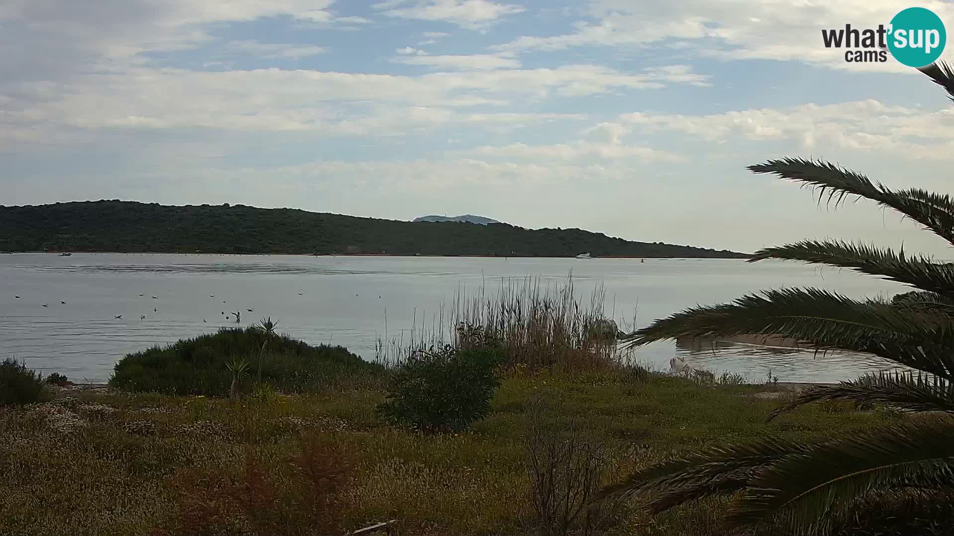 Webcam Olbia port – entrance to the port of Olbia