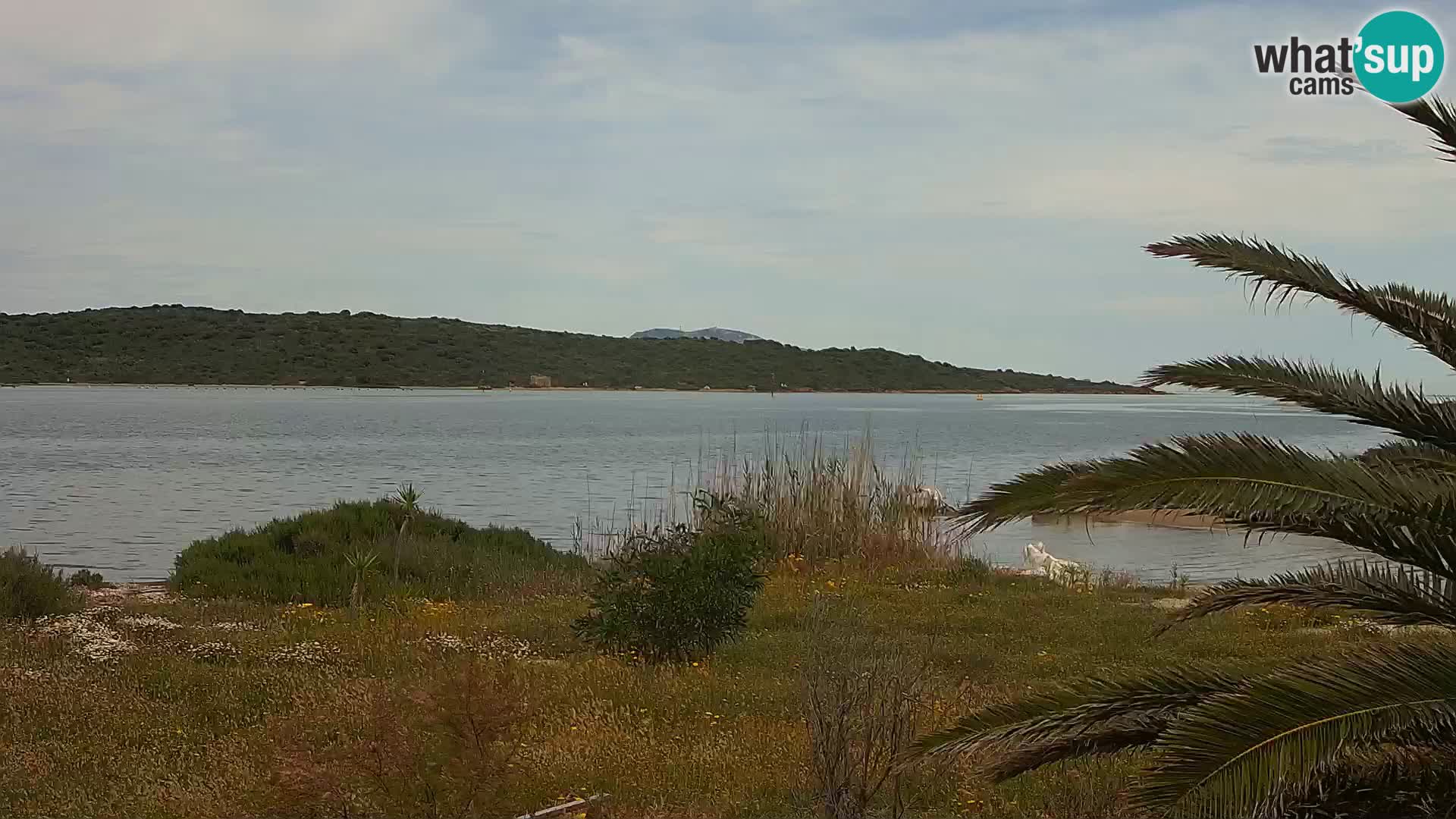 Webcam Hafen Olbia – Eingang zum Hafen von Olbia
