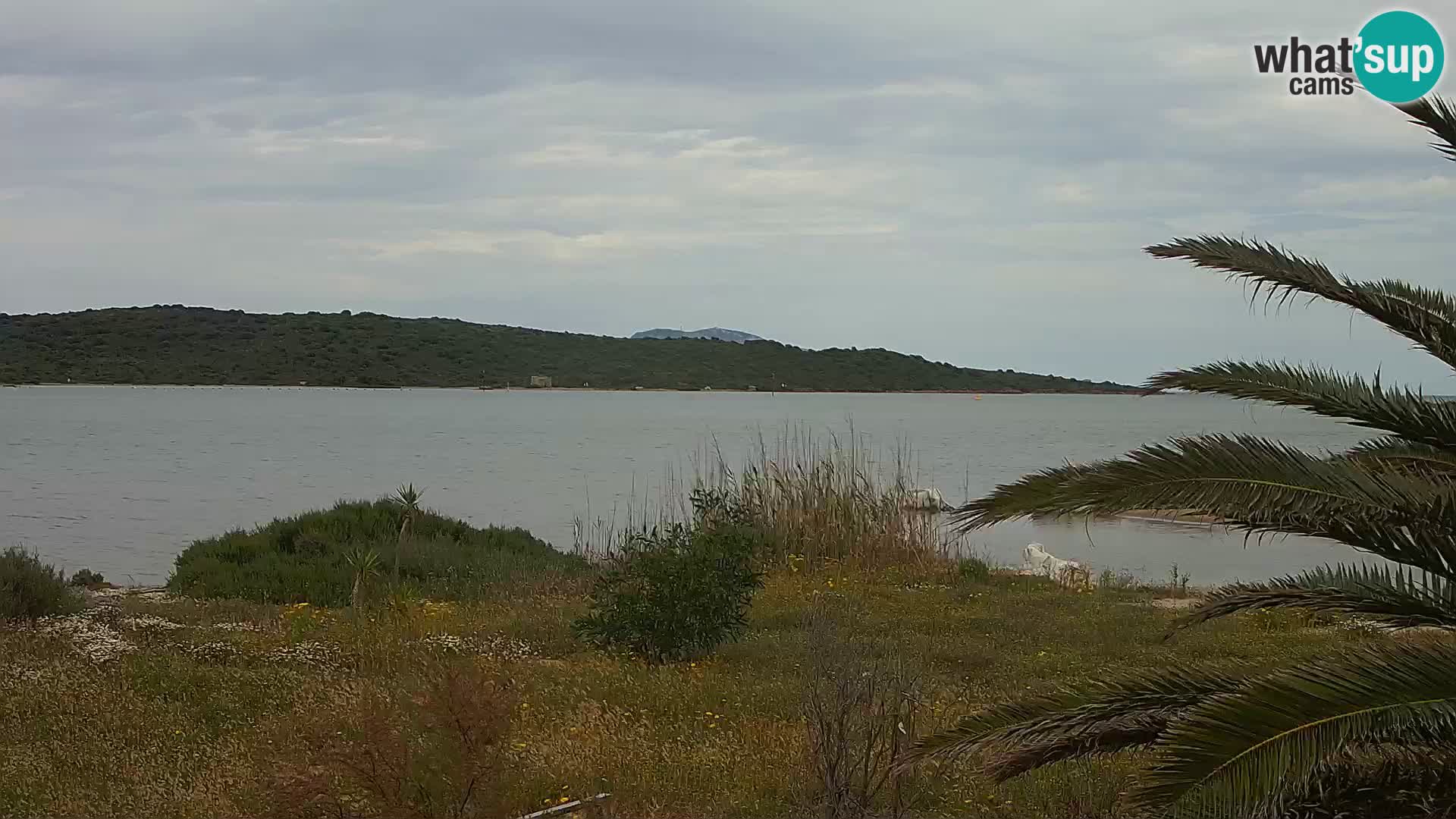 Web kamera Olbia luka – ulaz u luku Olbia