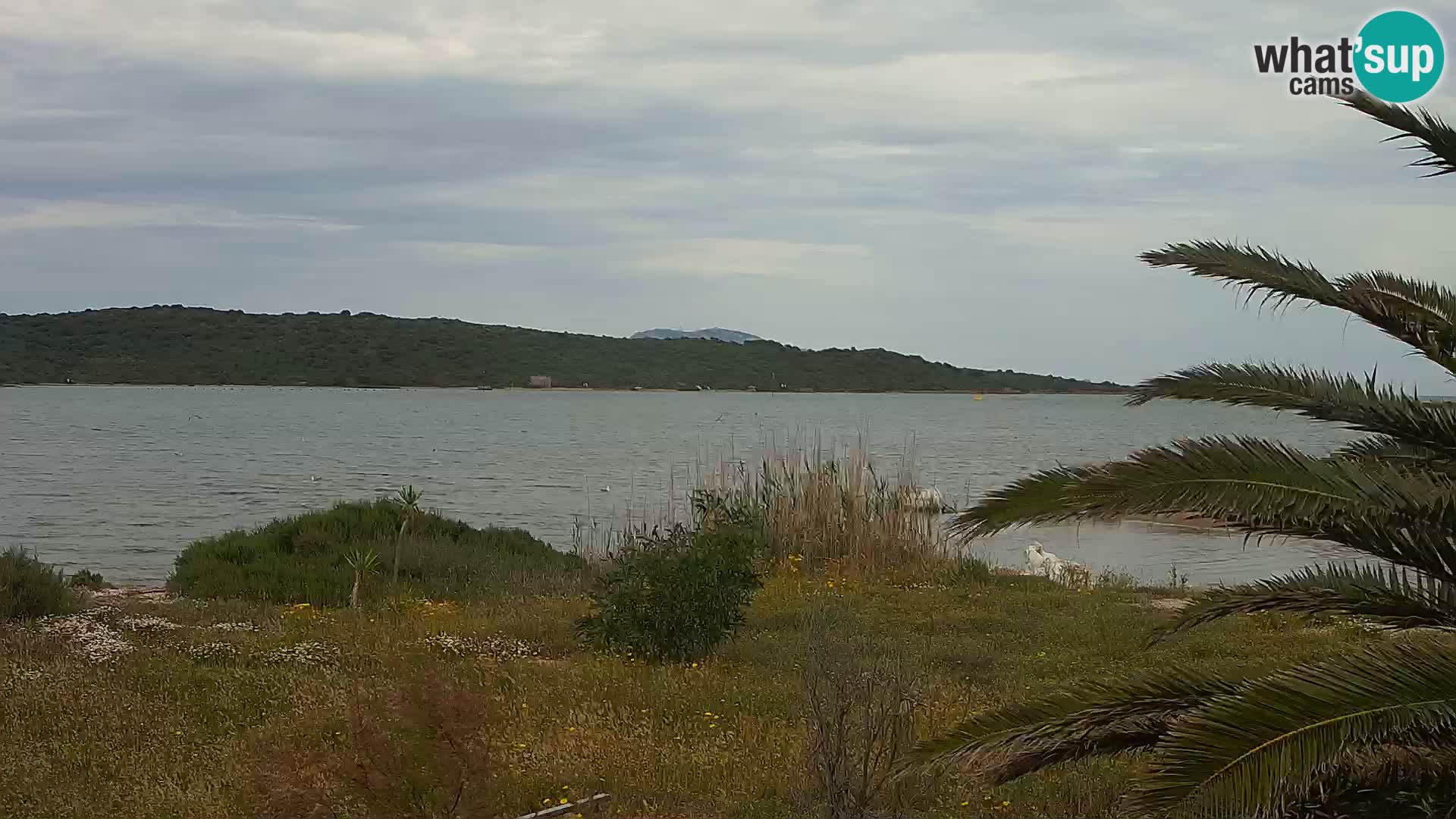 Spletna kamera pristanišče Olbia – vhod v pristanišče Olbia