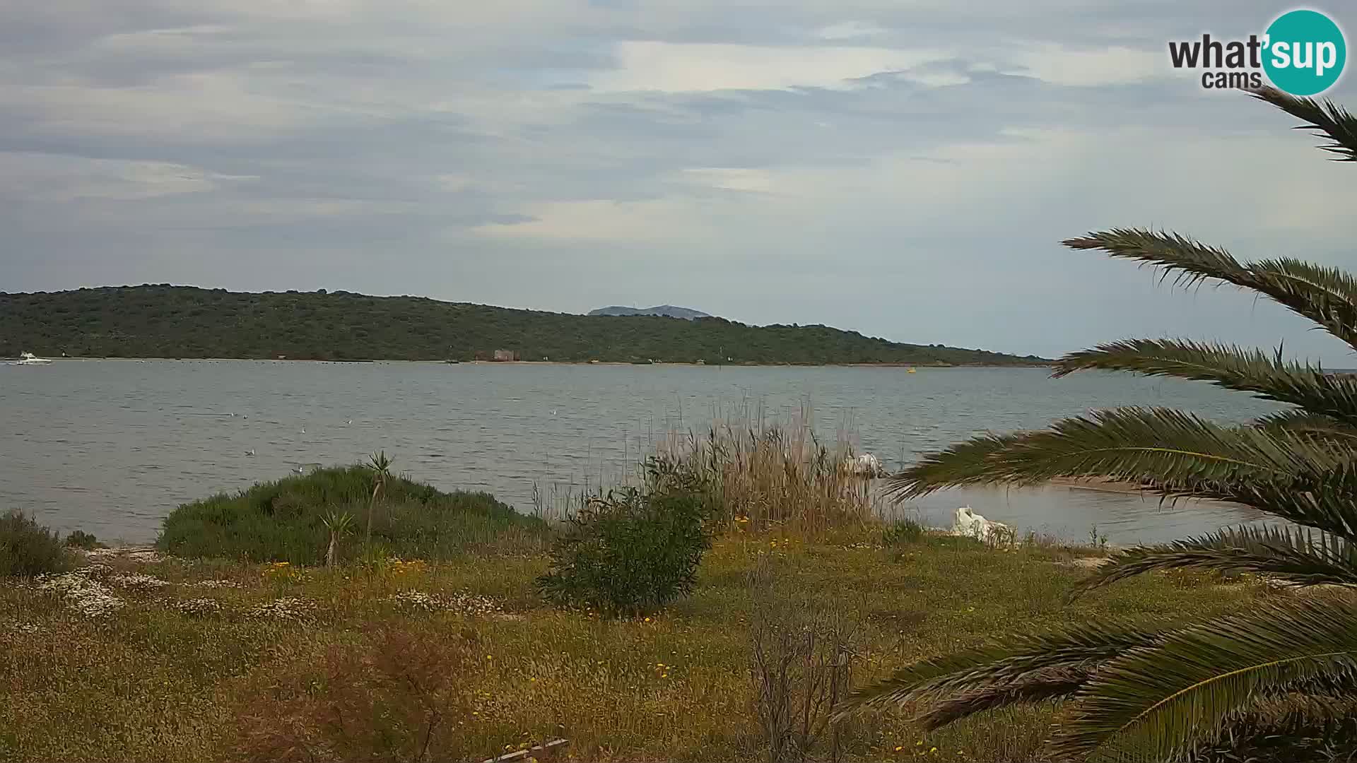 Webcam Olbia port – entrance to the port of Olbia