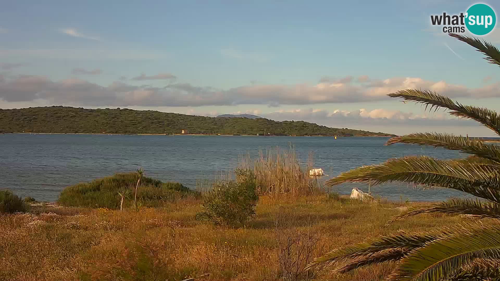 Webcam porto di Olbia – entrata nel porto di Olbia