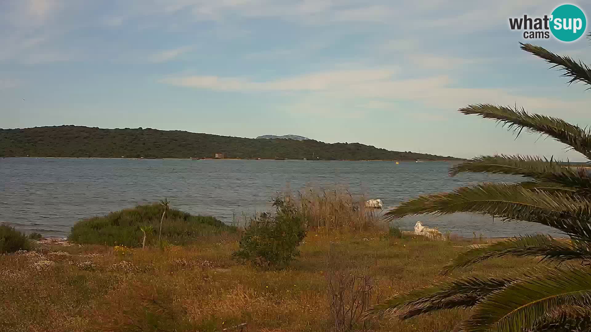 Webcam Olbia port – entrance to the port of Olbia