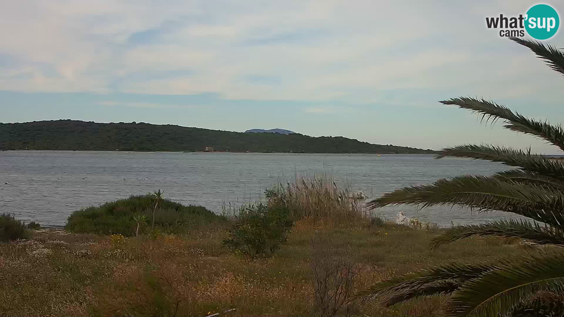 Camera web puerto de Olbia – entrada al puerto de Olbia