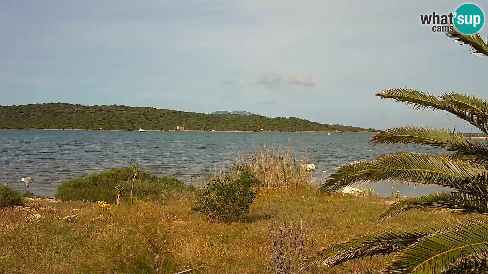 Webcam Olbia port – entrance to the port of Olbia