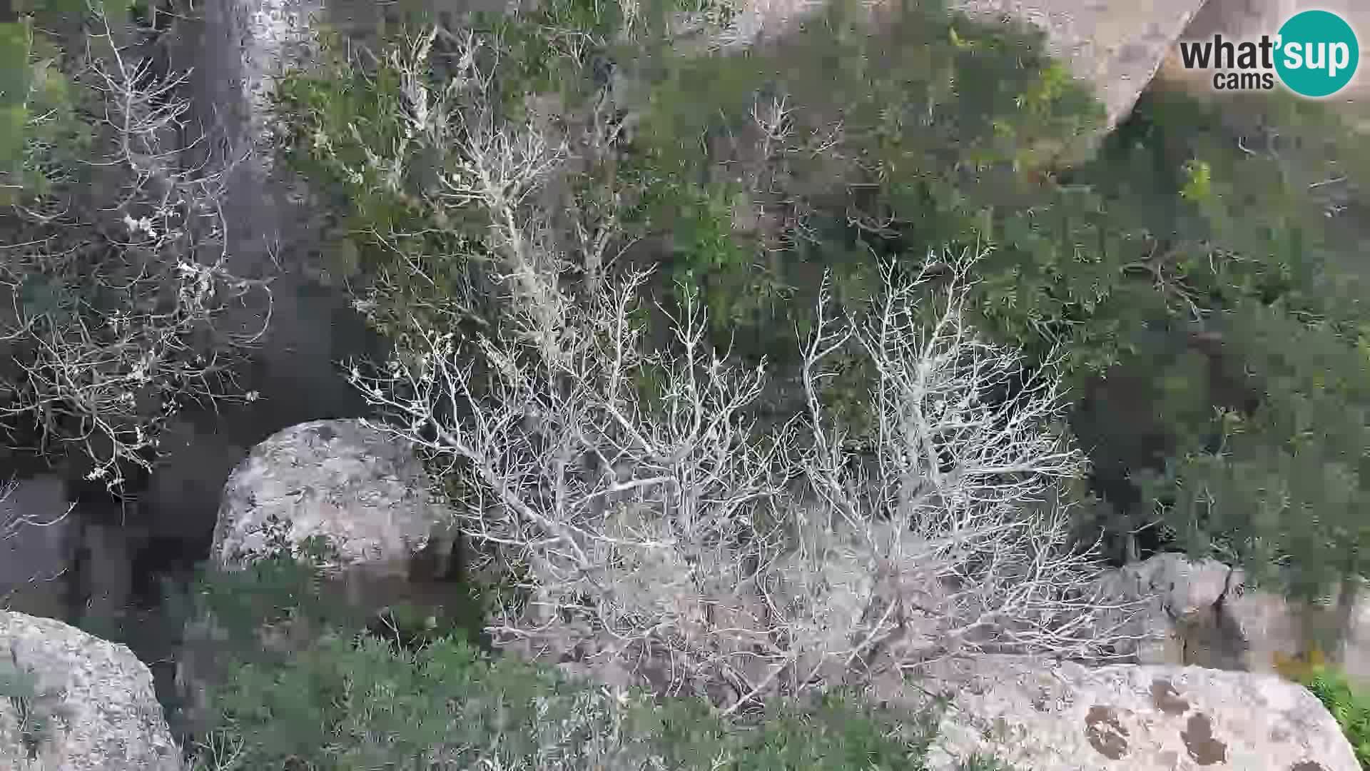 Punta Sardegna u živo la Vedetta – Palau – Maddalena – Sardinija