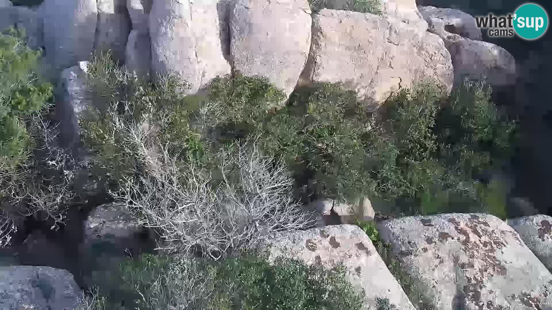 Punta Sardegna camera en vivo la Vedetta – Palau – Maddalena