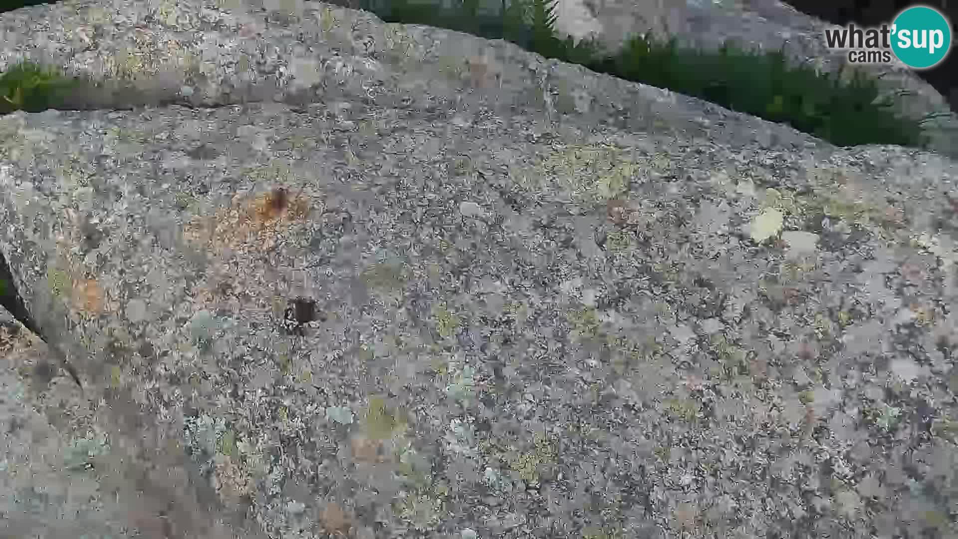 Punta Sardegna u živo la Vedetta – Palau – Maddalena – Sardinija