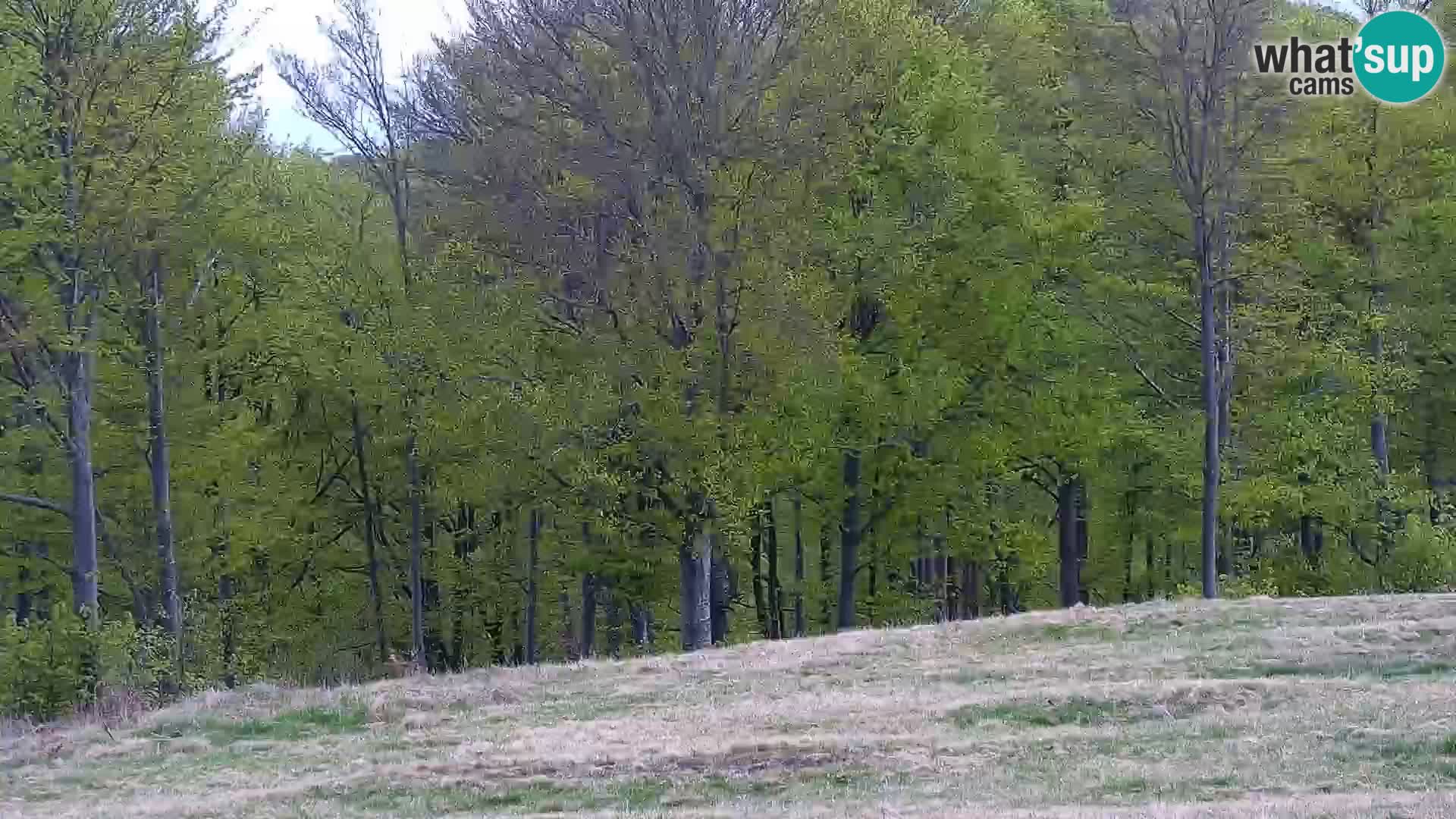 Spletna kamera Mont Alpet – Roburent – Cuneo