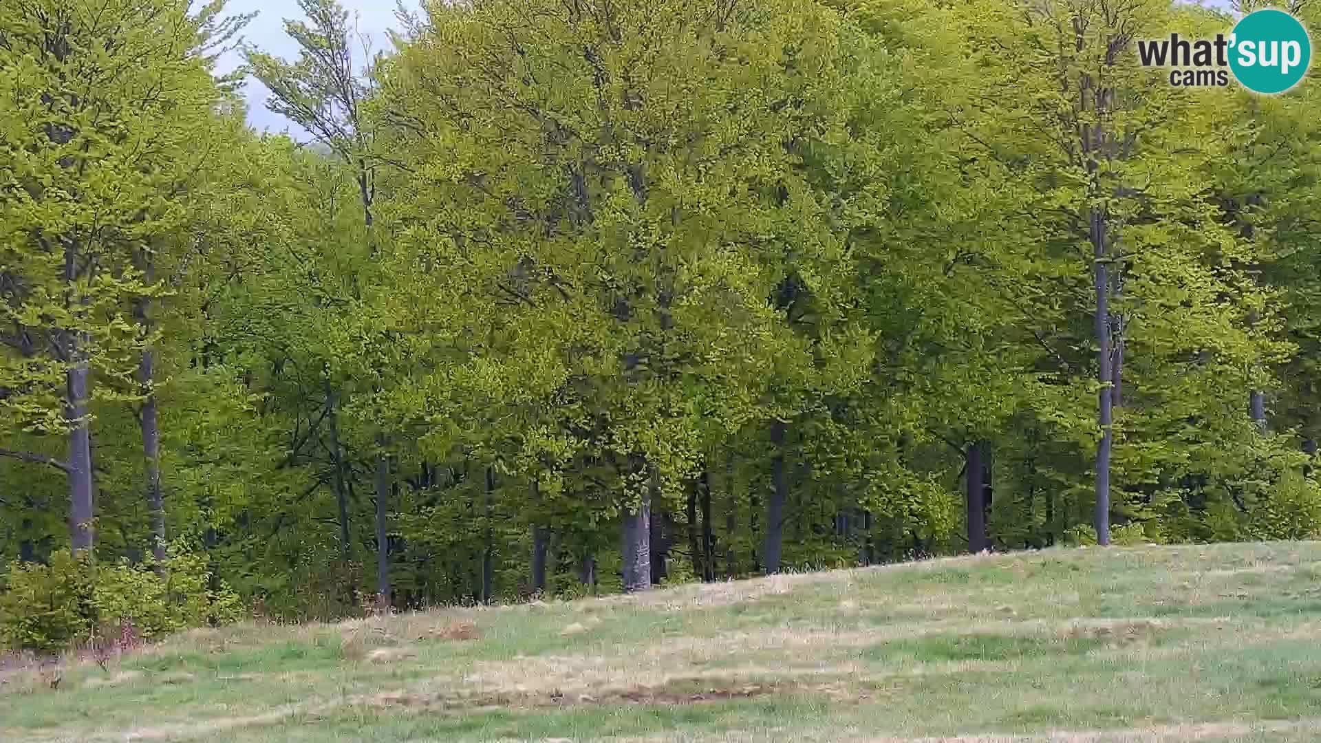 Camera en vivo Mont Alpet – Roburent – Cuneo