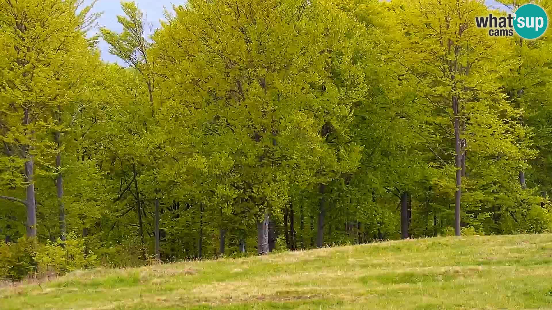 LIVE Webcam Mont Alpet – Roburent – Cuneo