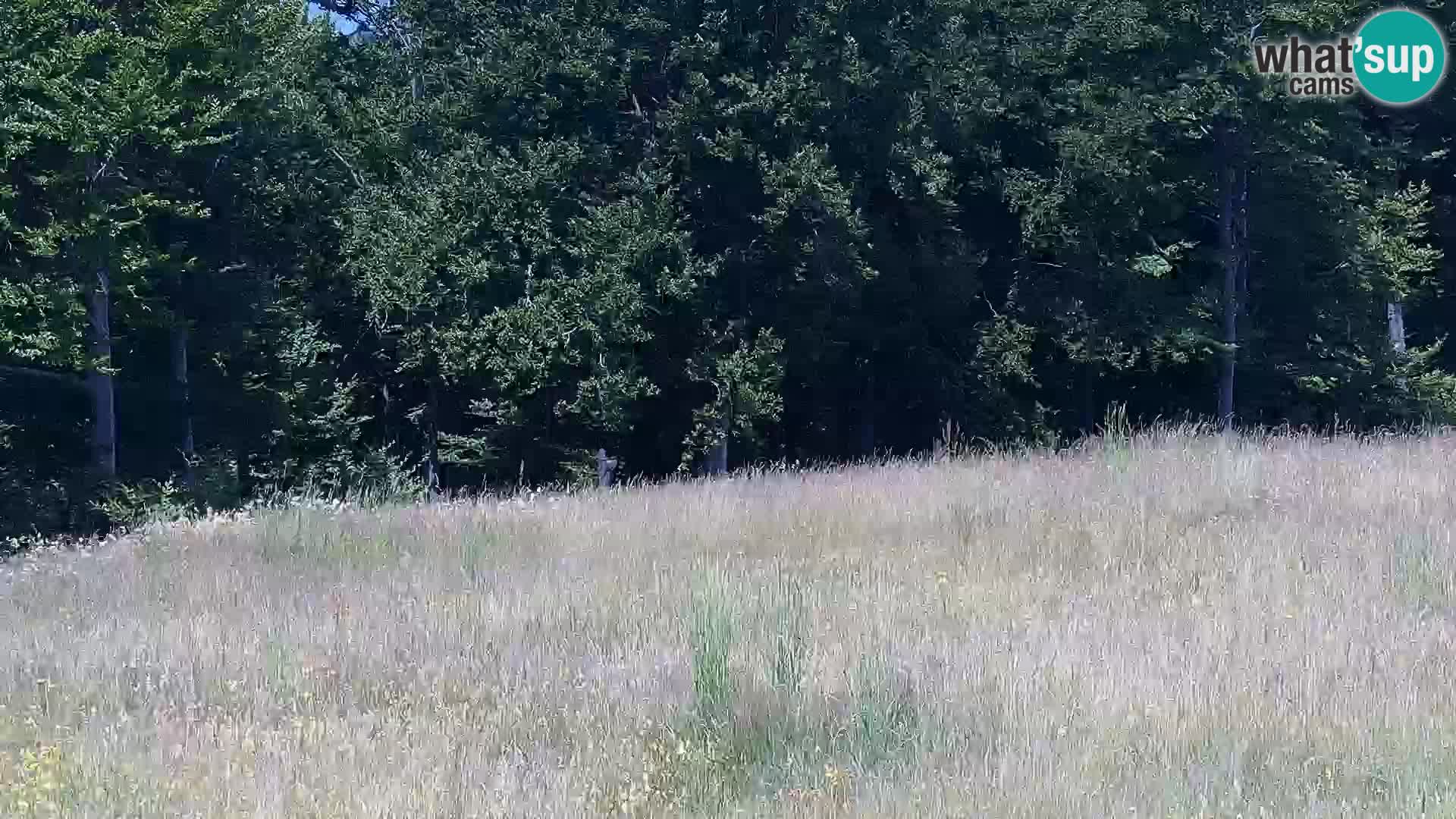 Camera en vivo Mont Alpet – Roburent – Cuneo