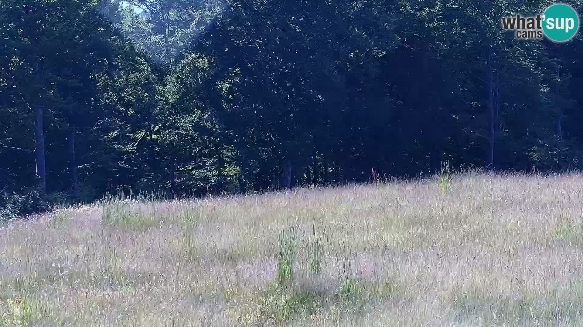 Live Webcam Monte Alpet – Roburent – Cuneo