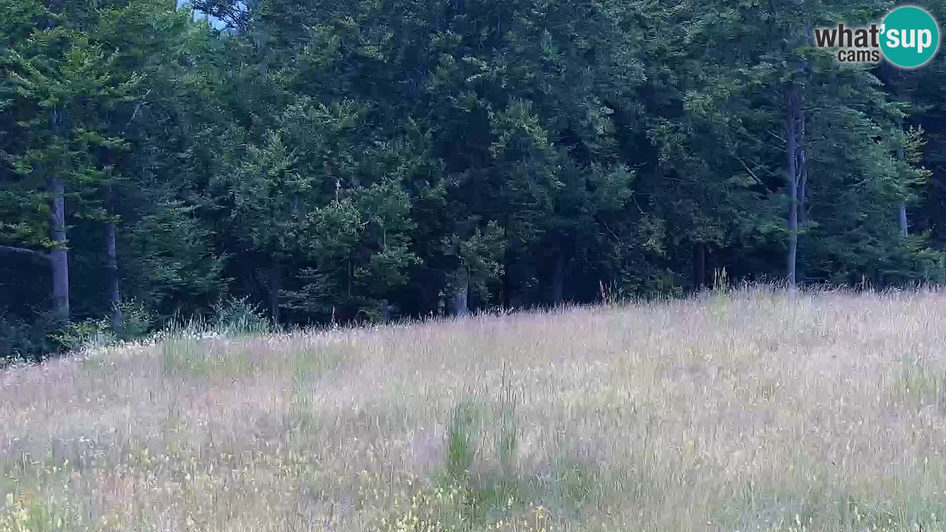 Camera en vivo Mont Alpet – Roburent – Cuneo