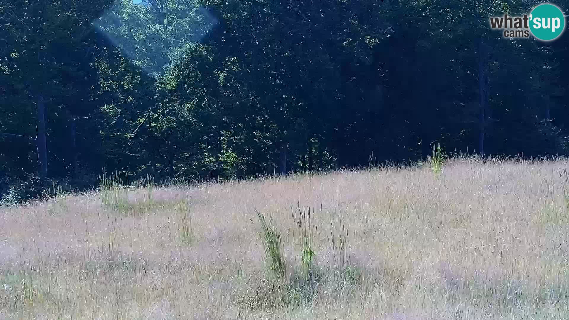 Live Webcam Monte Alpet – Roburent – Cuneo