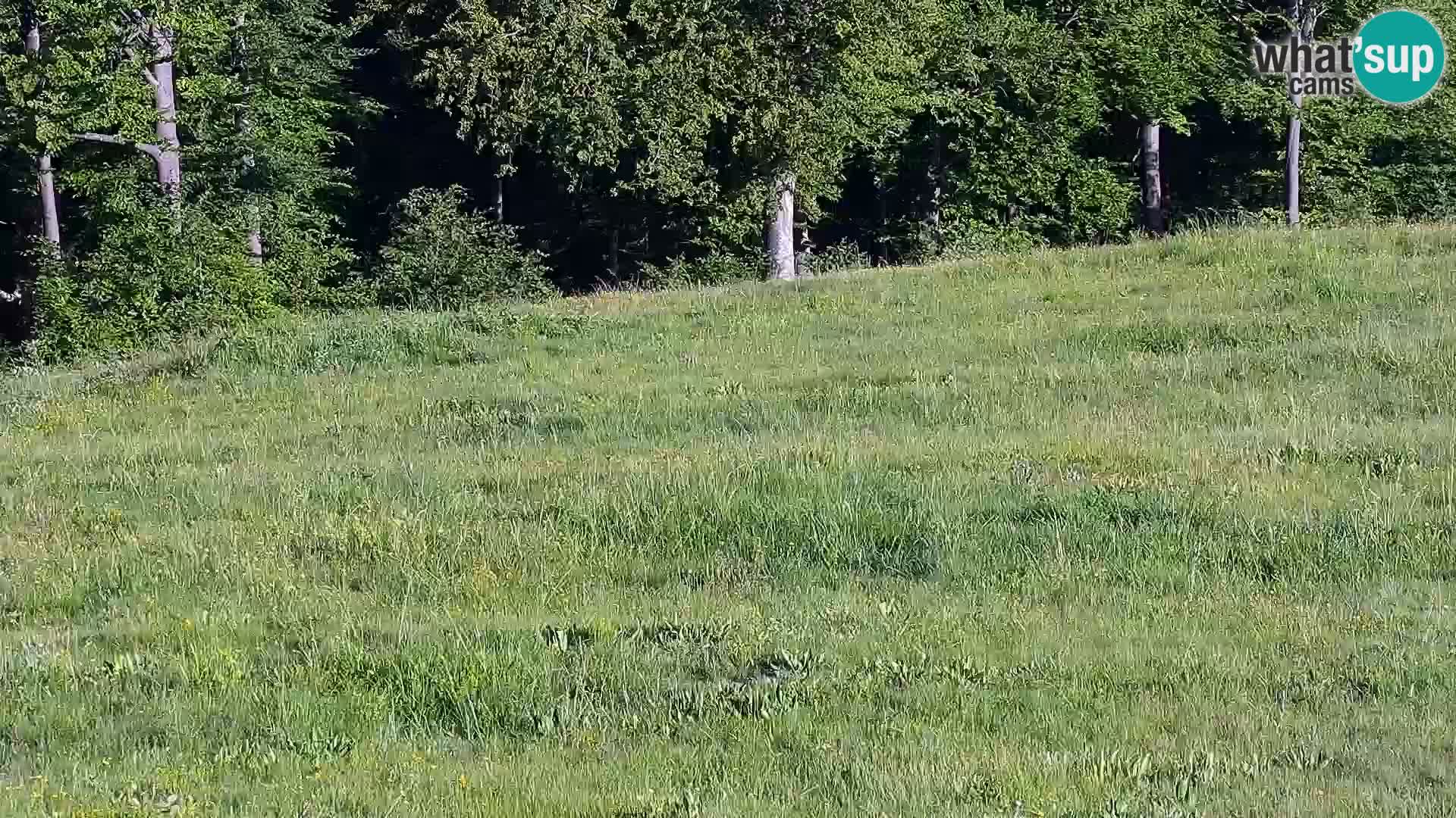 Live Webcam Monte Alpet – Roburent – Cuneo