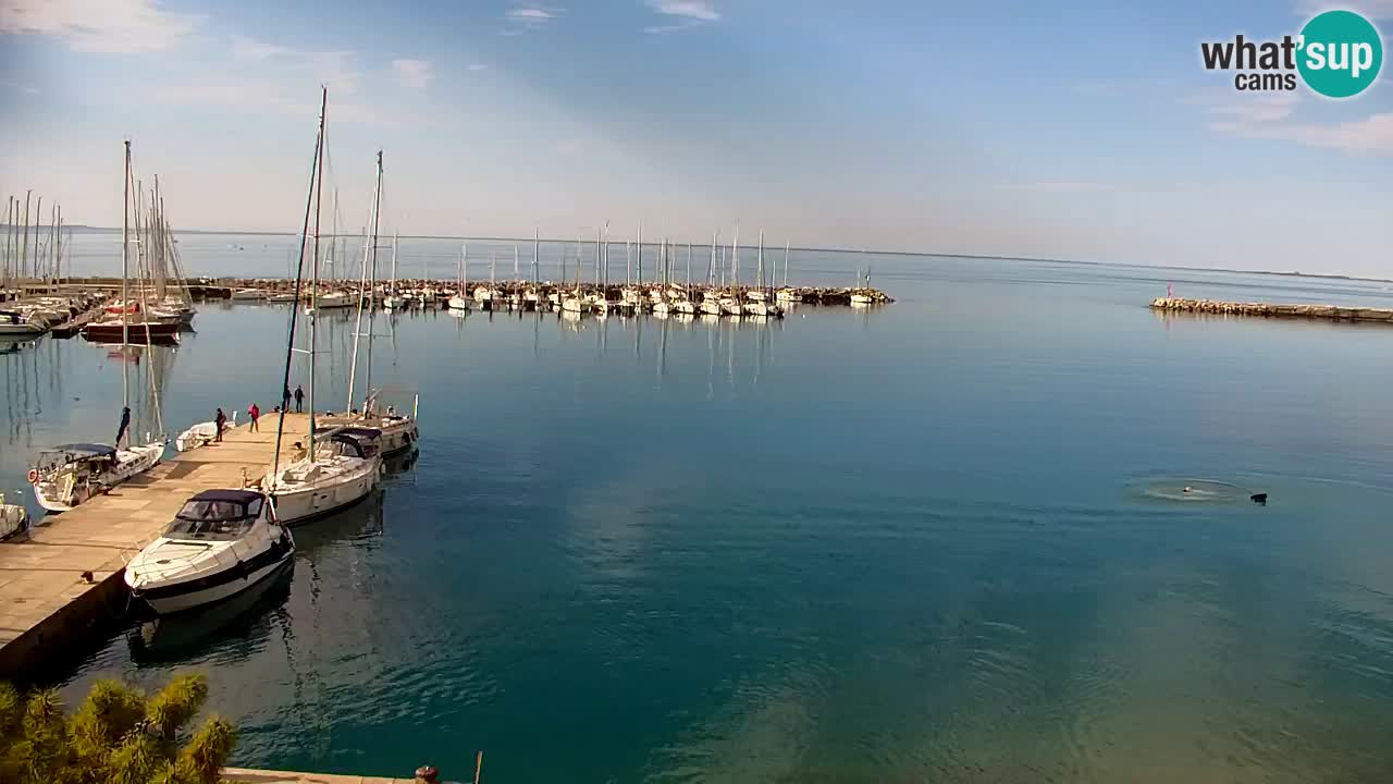 Webcam Sistiana – Marina and Bay Live View