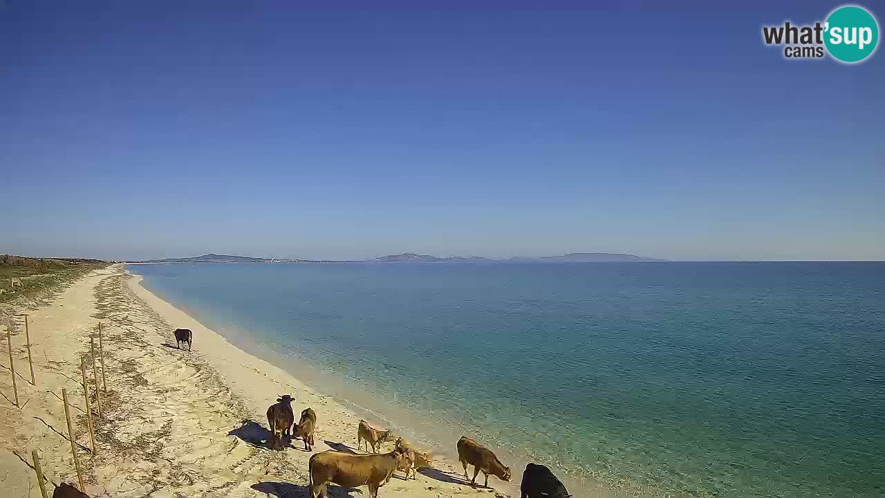 Strand Le Saline webcam Stintino – Sardinien