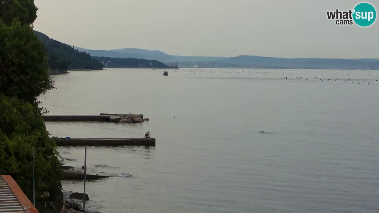 Gostilna BellaRiva kamera | Trst obala – pogled na Miramarski grad