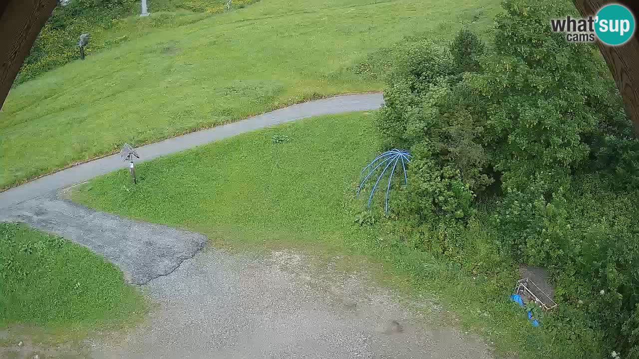Smučišče Zoncolan – Goles