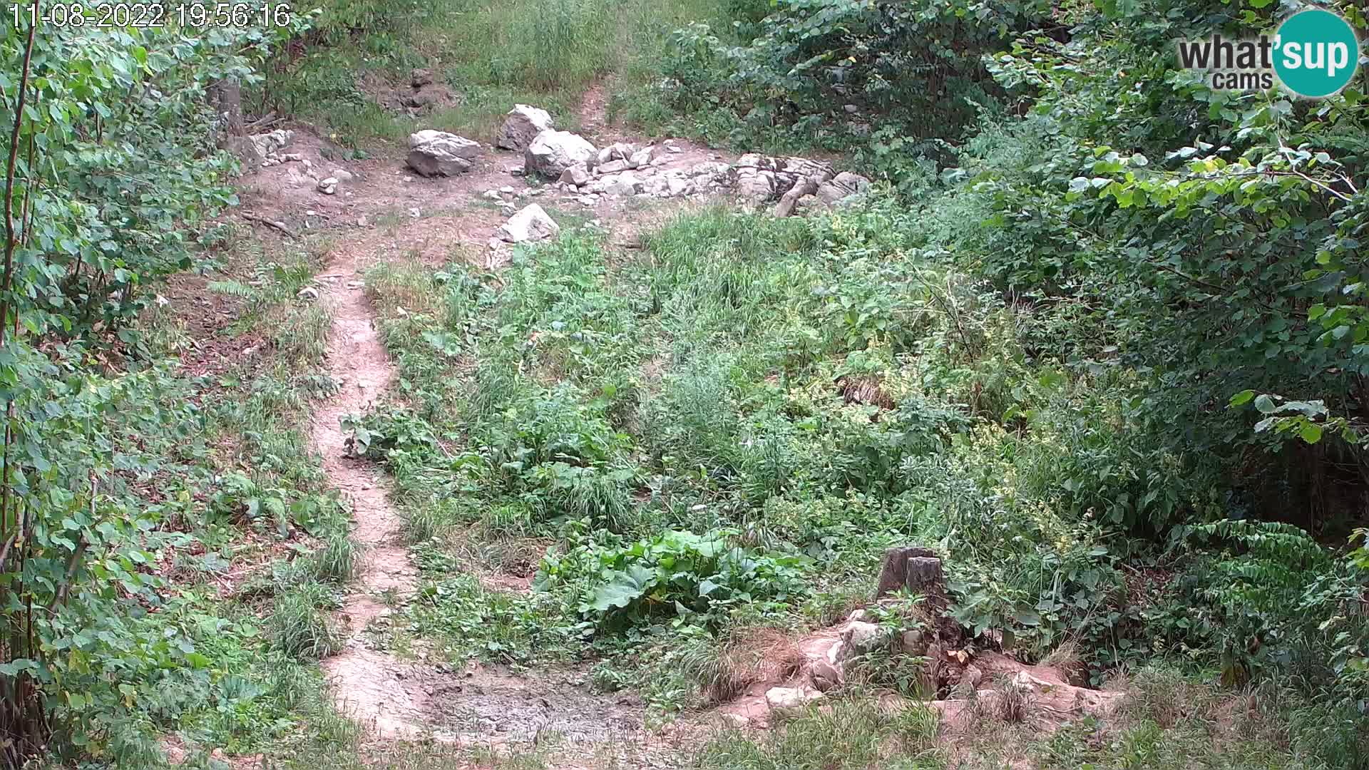 Ours webcam en direct près de Postojna – Slovénie