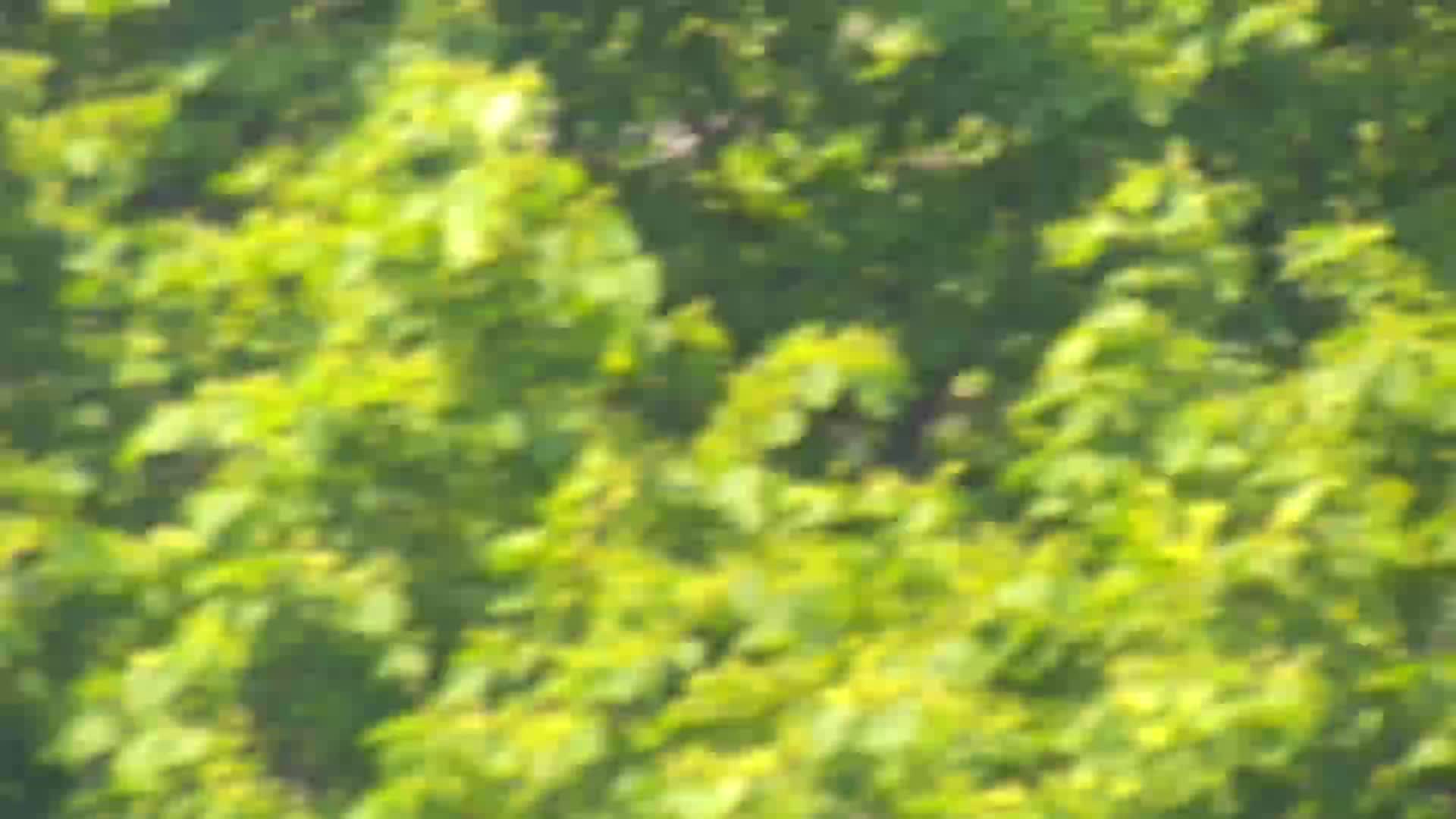 LIVE San Martino webcam Collio – Hotel San Martin
