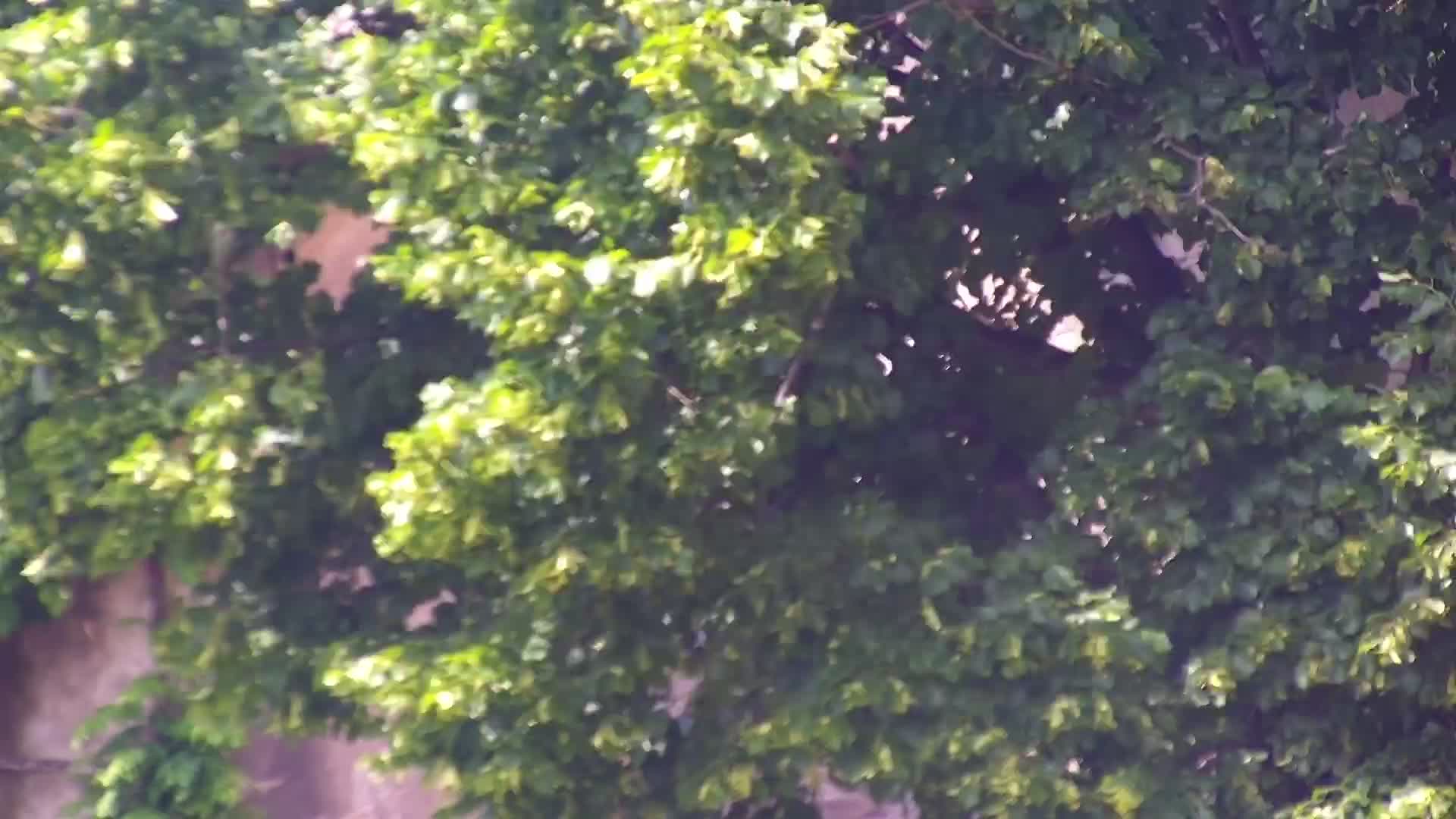 LIVE Šmartno webcam Brda – Hotel San Martin