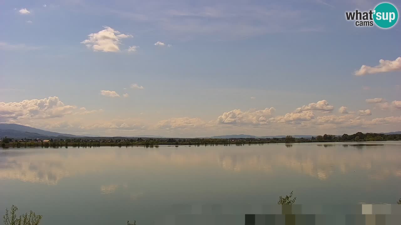 Webcam en direct Lac Brežice sur la rivière Sava – Slovénie