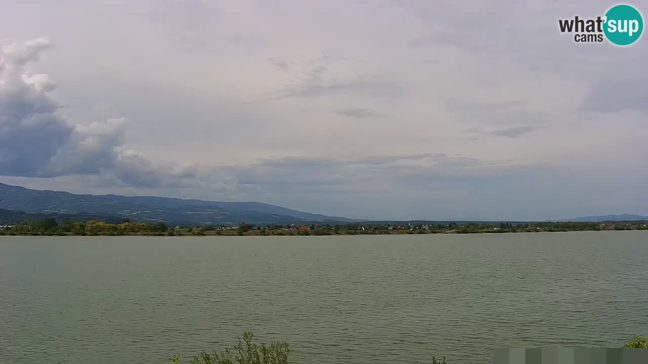 Live Webcam Lago di Brežice sul fiume Sava – Slovenia