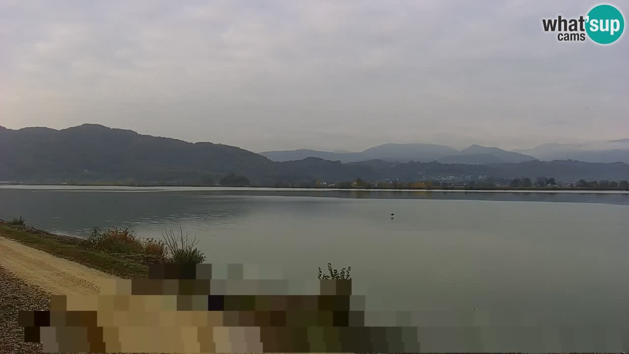 Webcam en direct Lac Brežice sur la rivière Sava – Slovénie