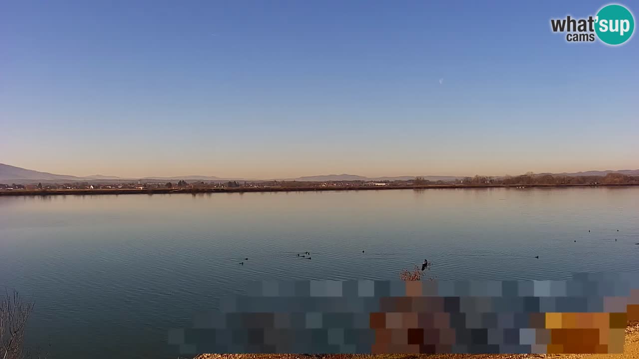 Webcam en direct Lac Brežice sur la rivière Sava – Slovénie